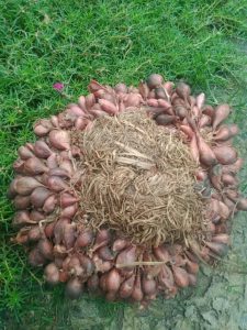 jual bibit bawang merah bima brebes murah unggul berlabel dan bersertifikat