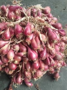 perbandingan bibit bawang merah biuma brebes di banding varietas lainnya
