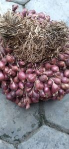budidaya bibit bawang merah bima brebes