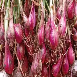 pusat grosir bibit bawang merah brebes super