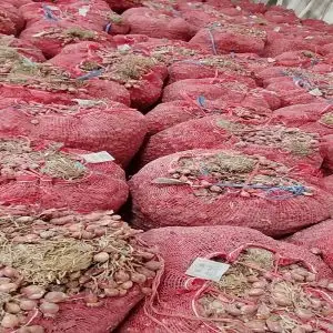 distributor bibit bawang merah bima brebes