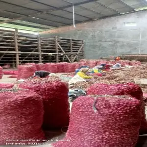 gudang bibit benih bawang merah brebes