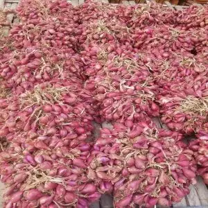 distributor suplier jual bawang merah bima brebes askip super