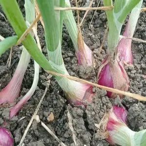 hasil panen bawang merah bima brebes