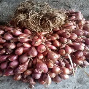 suplier bibit bawang merah bima brebes