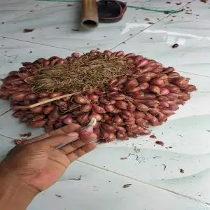 bibit bawang merah bima brebes harga murah