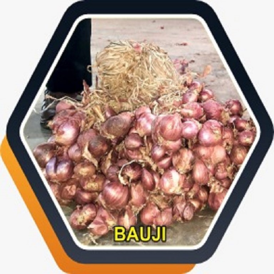 jual bibit bawang merah bauji bersertifikat berlabel