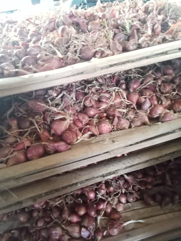 pemasok bibit bawang merah bima brebes berlabel dan bersertifikat