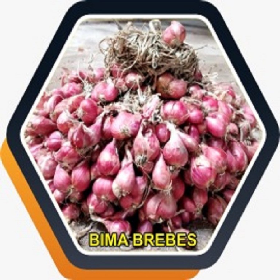 jual bibit bawang merah bima brebes berlabel bersertifikat