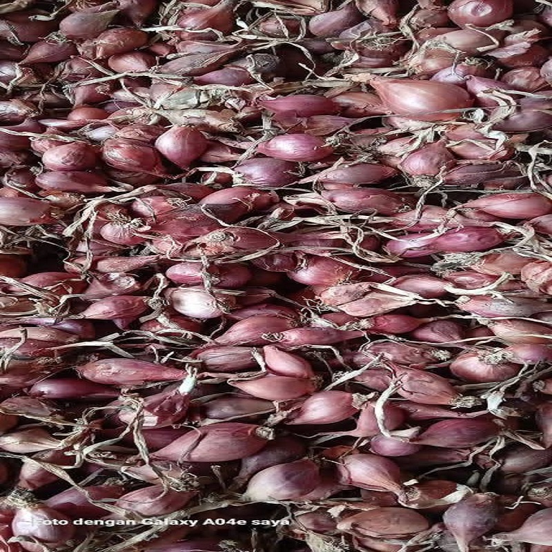 bibit bawang merah bima brebes