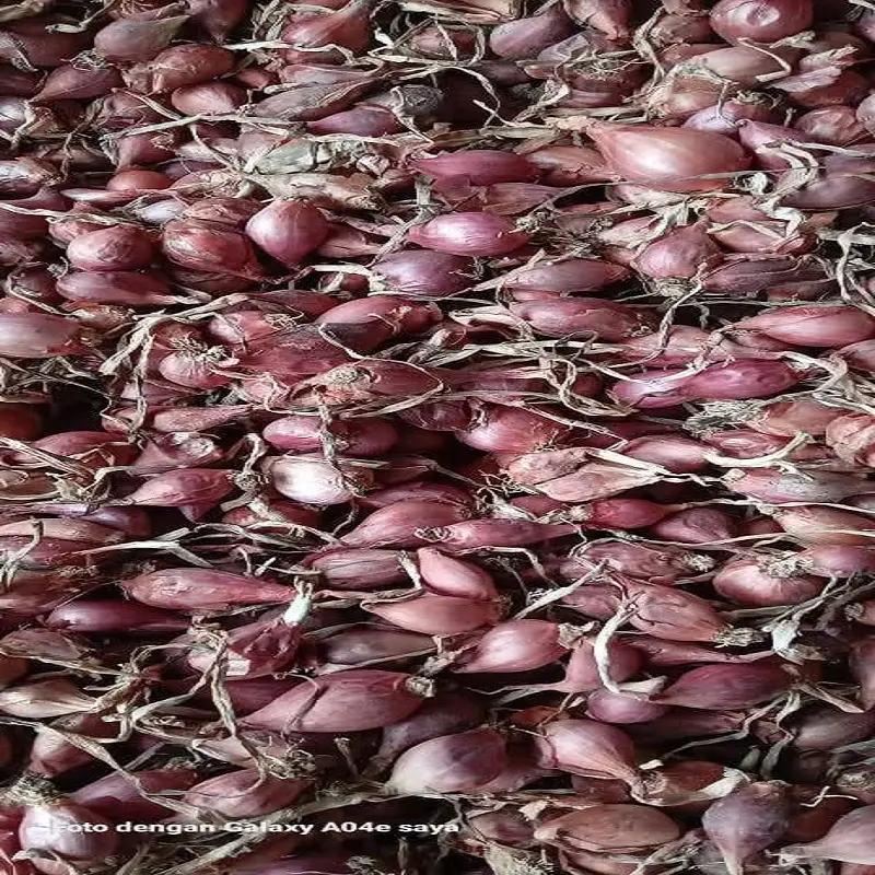 grosir bibit bawang merah brebes