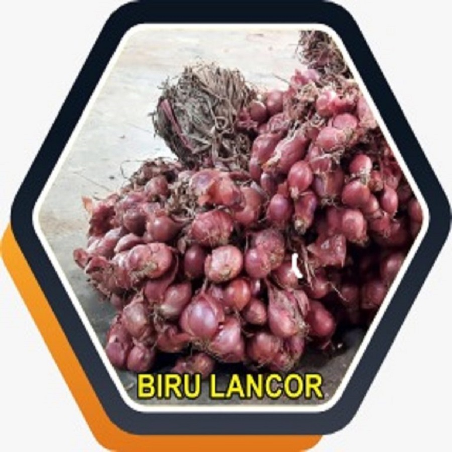 jual ninit bawang merah biru lancor berlabel bersertifikat
