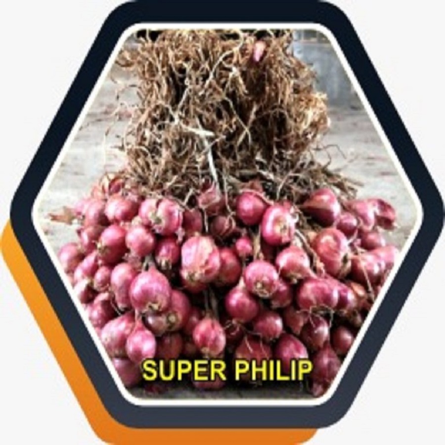 jual bibit bawang merah super philip