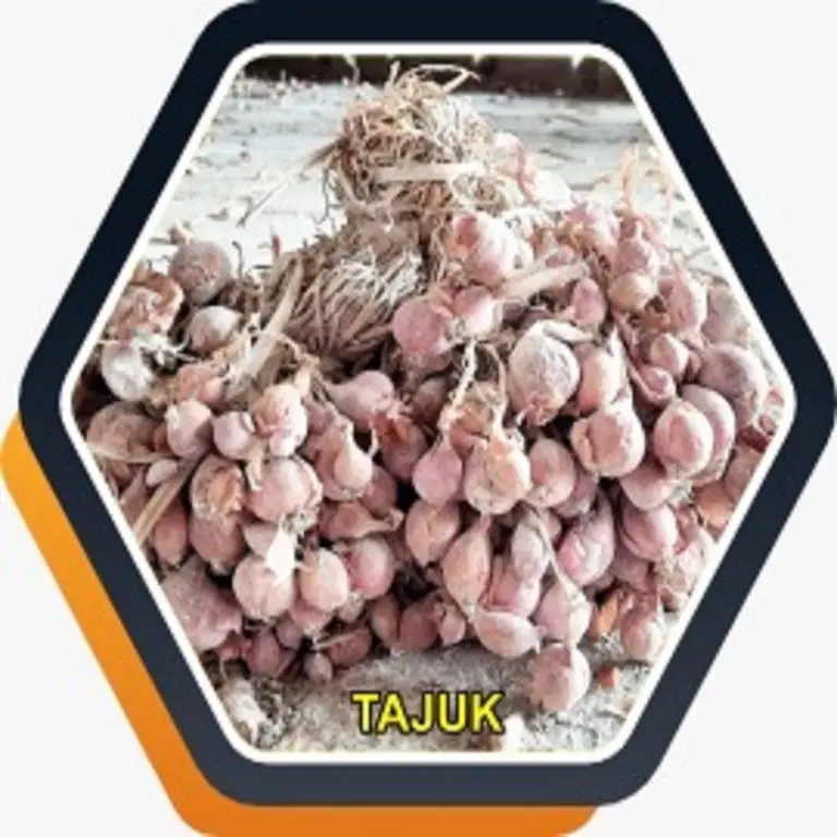 bibit bawang merah tajuk berlabel bersertifikat