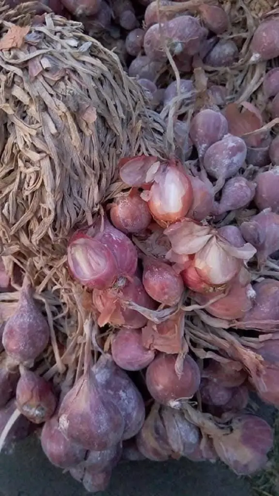 bibit bawang merah tajuk berlabel dan bersertifikat