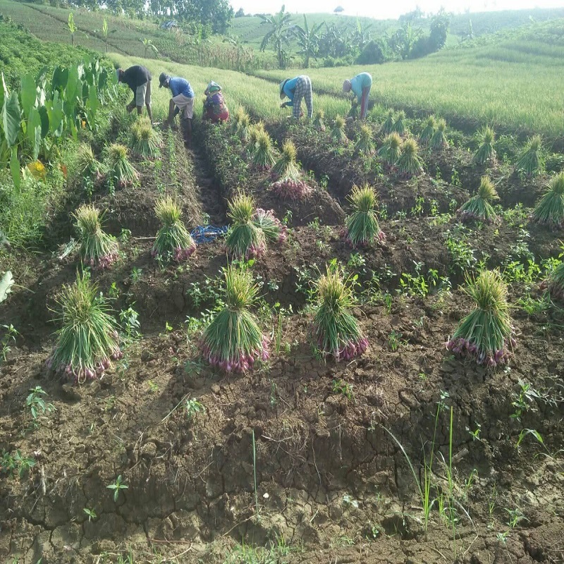 budidaya bawang merah