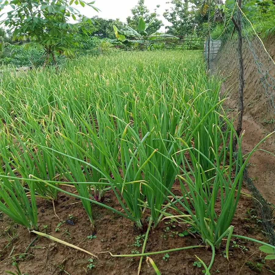 panduan budidaya bawang merah untuk pemula