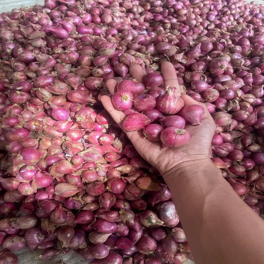 pemasok bibit bawang merah batu ijo