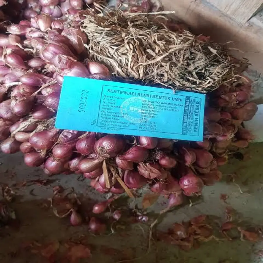 distributor pemasok bibit bawang merah brebes label biru