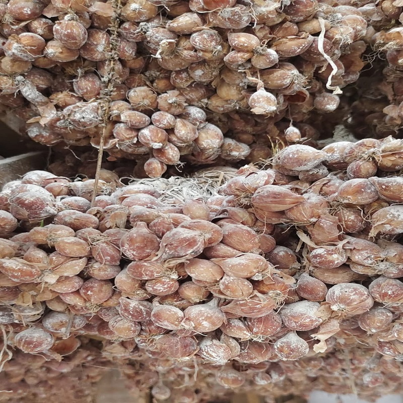 jual bibit bawang merah tajuk