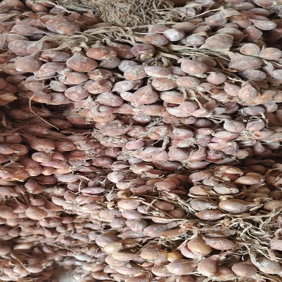 suplier bibit bawang merah tajuk