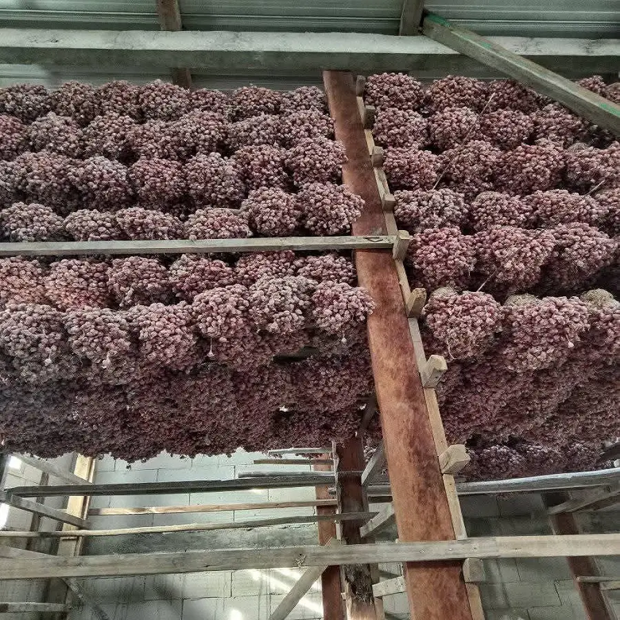 gudang bibit bawang tajuk dan bauji