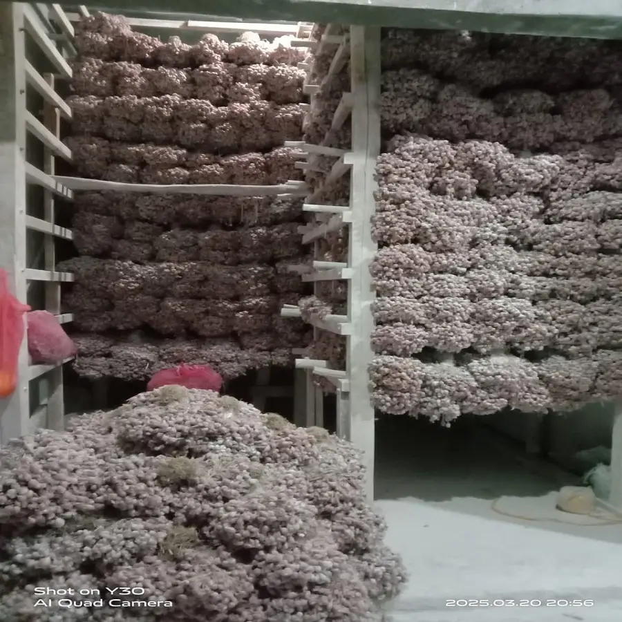 gudang suplier bibit bawang merah tajuk