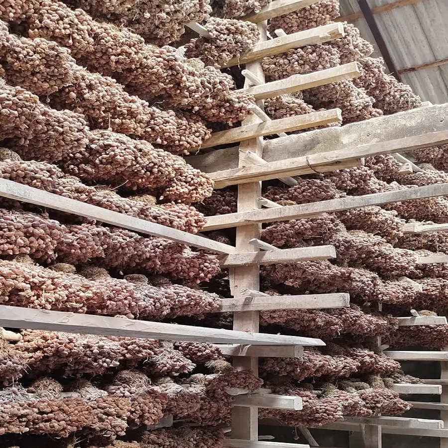 gudang distributor suplier bibit bawang merah tajuk