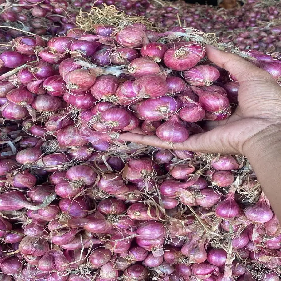 distributor suplier bibit bawang merah batu ijo