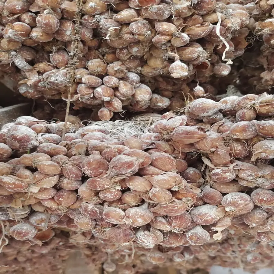 suplier bibit bawang merah tajuk