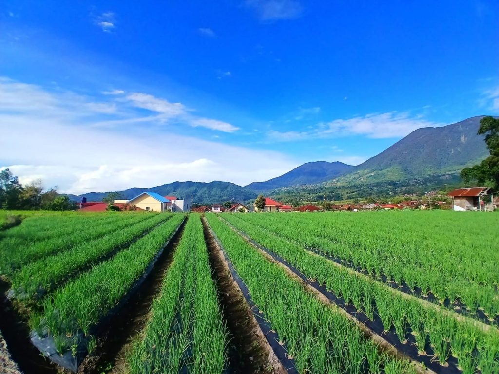 cara memilih bibit bawang merah bima brebes