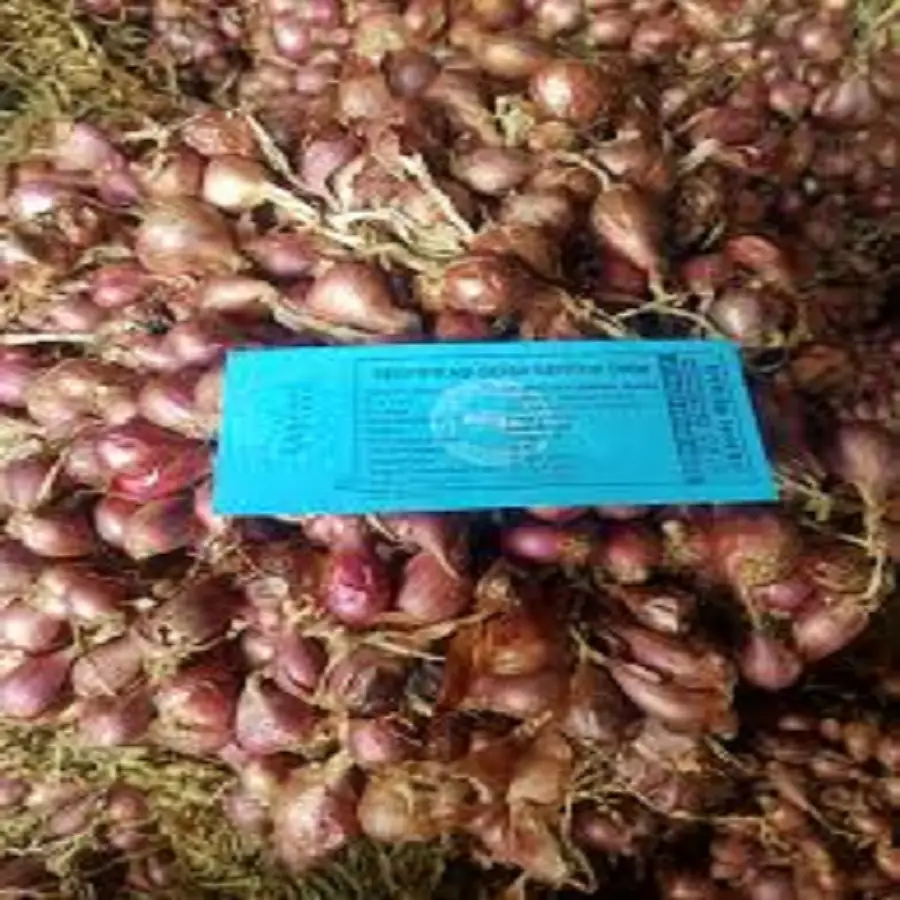 bibit bawang merah brebes label biru