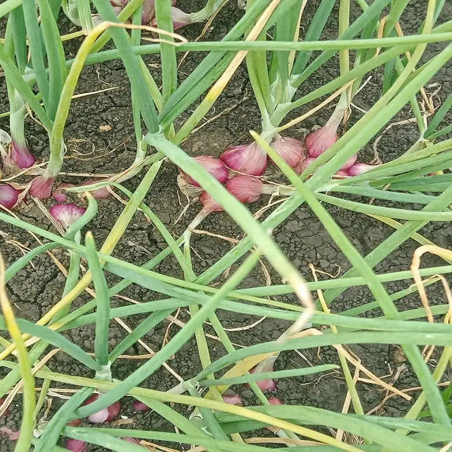 panduan lengkap budidaya bawang merah