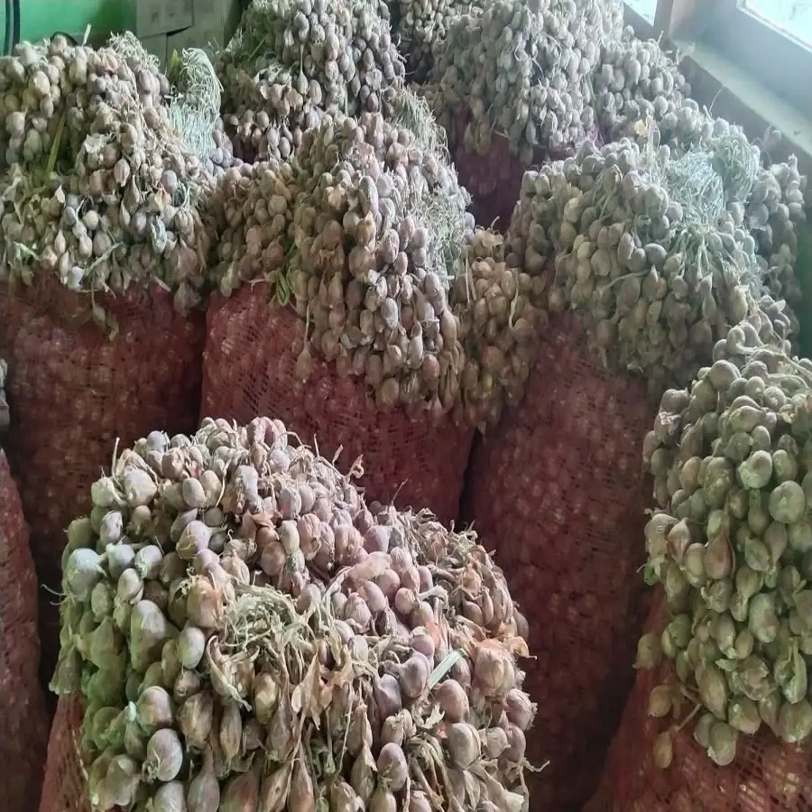 penjual grosir penjual bibit bawang merah brebes