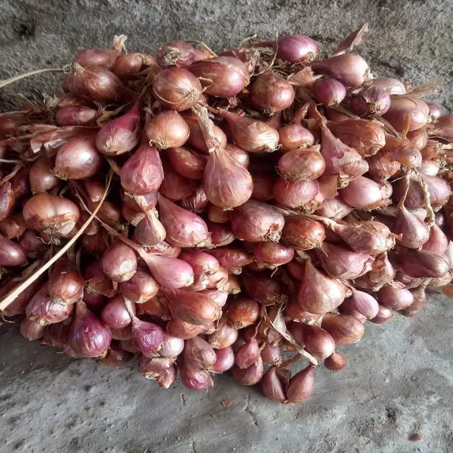 penangkar bibit bawang merah bima brebes
