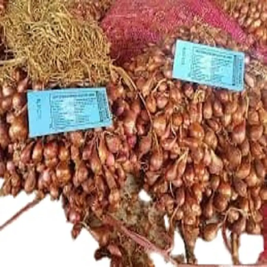 suplier bibit benih bawang merah bima brebes