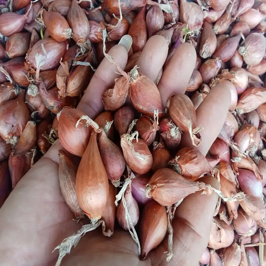bibit bawang merah bima brebes kualitas unggul